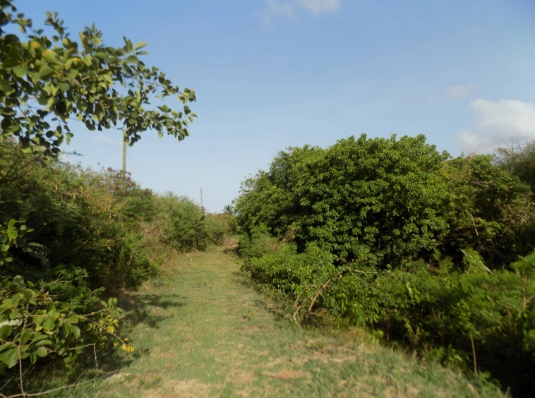 St Lucia real estate agent Cas En Bas Land No 386 for sale diveway