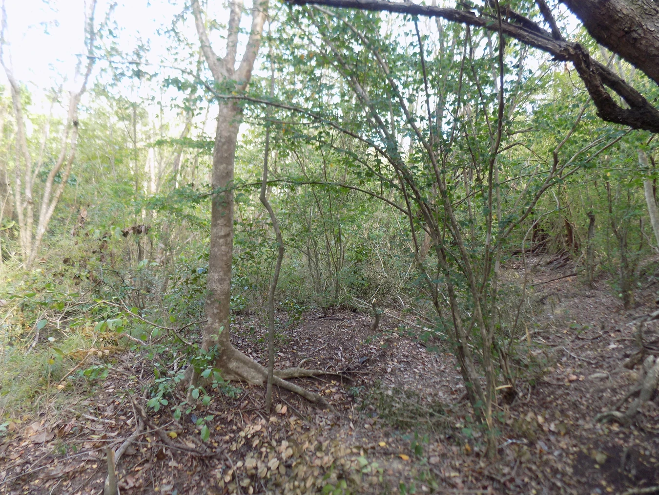 St Lucia real estate Trouya Land No 356 for sale near beach