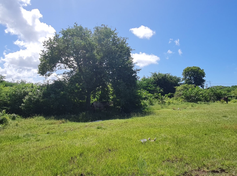 St lucia Realtor Belle Vue Land No. 123 land for sale ready to build