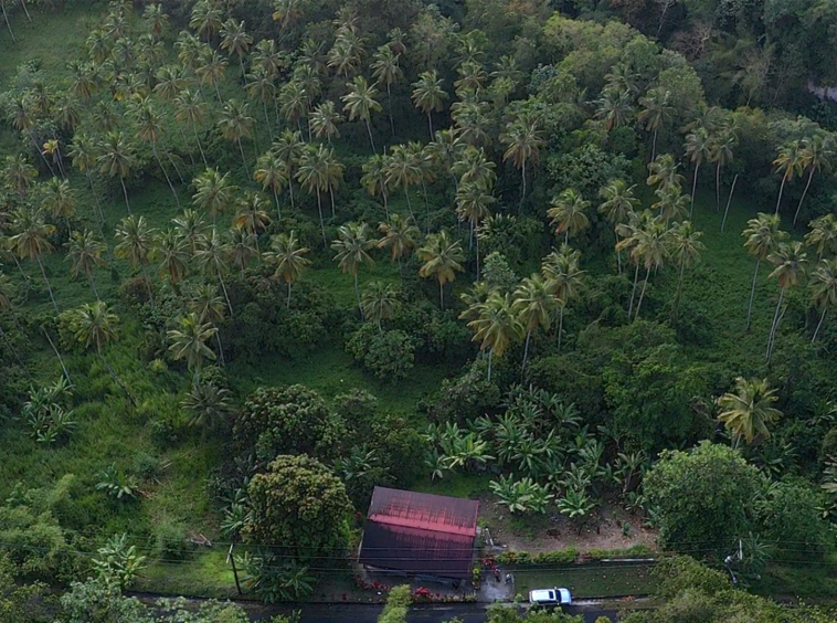 Land For Sale in Choiseul st lucia- 23 Acres coconut treess