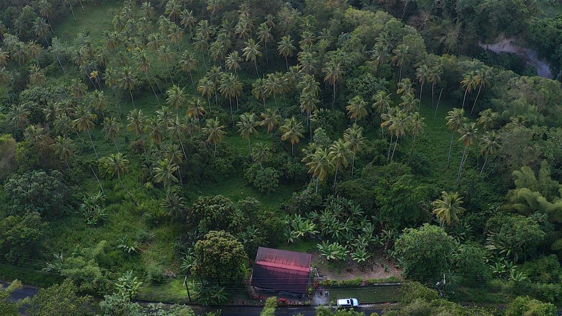 Land For Sale in Choiseul st lucia- 23 Acres coconut treess