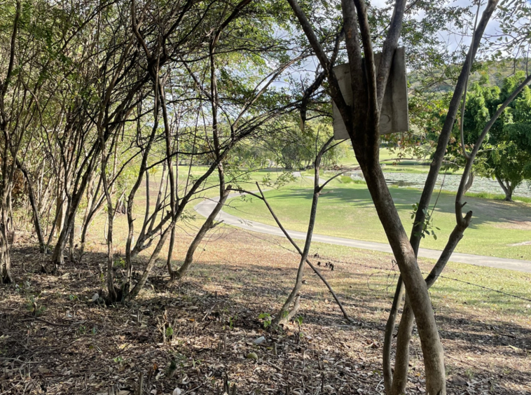 St lucia Realtor Golf Course View Land No 150 for sale trees