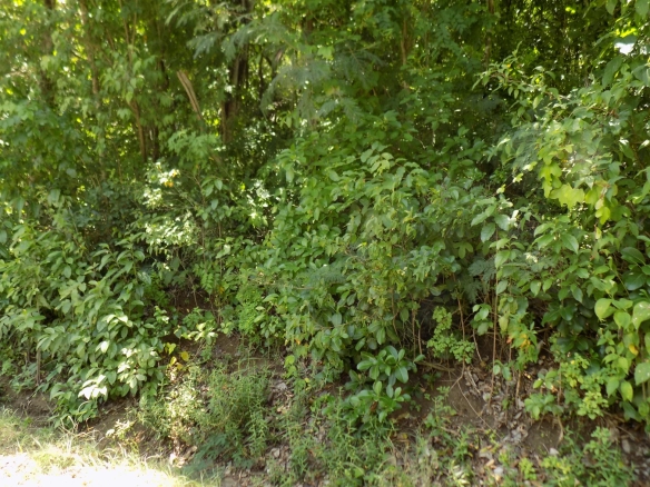 St Lucia real estate agent June Street Land for sale shrubs