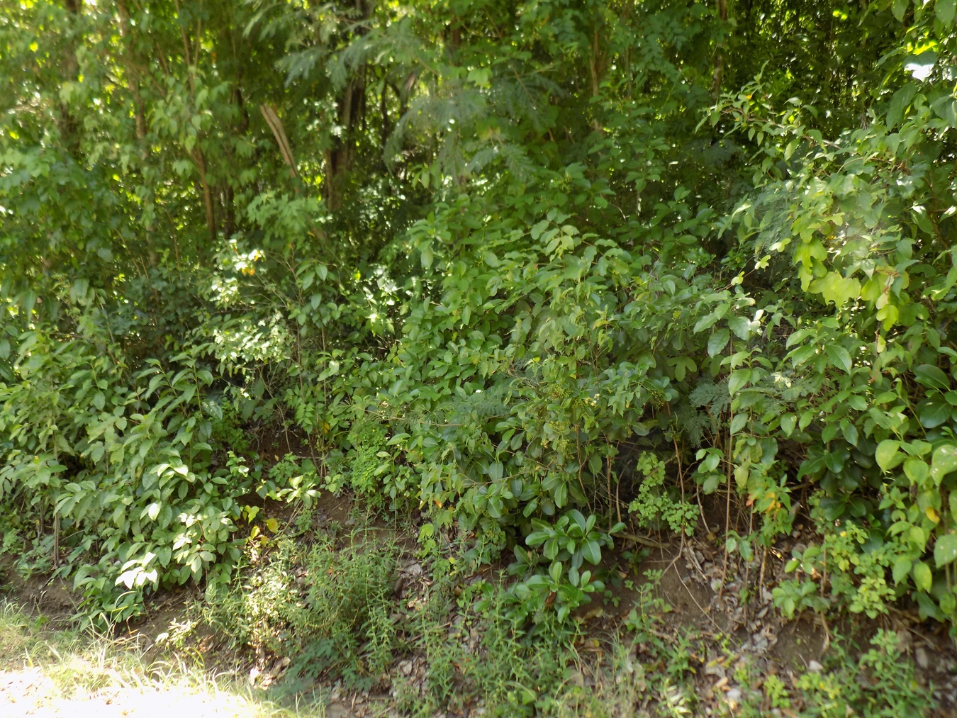 St Lucia real estate agent June Street Land for sale shrubs